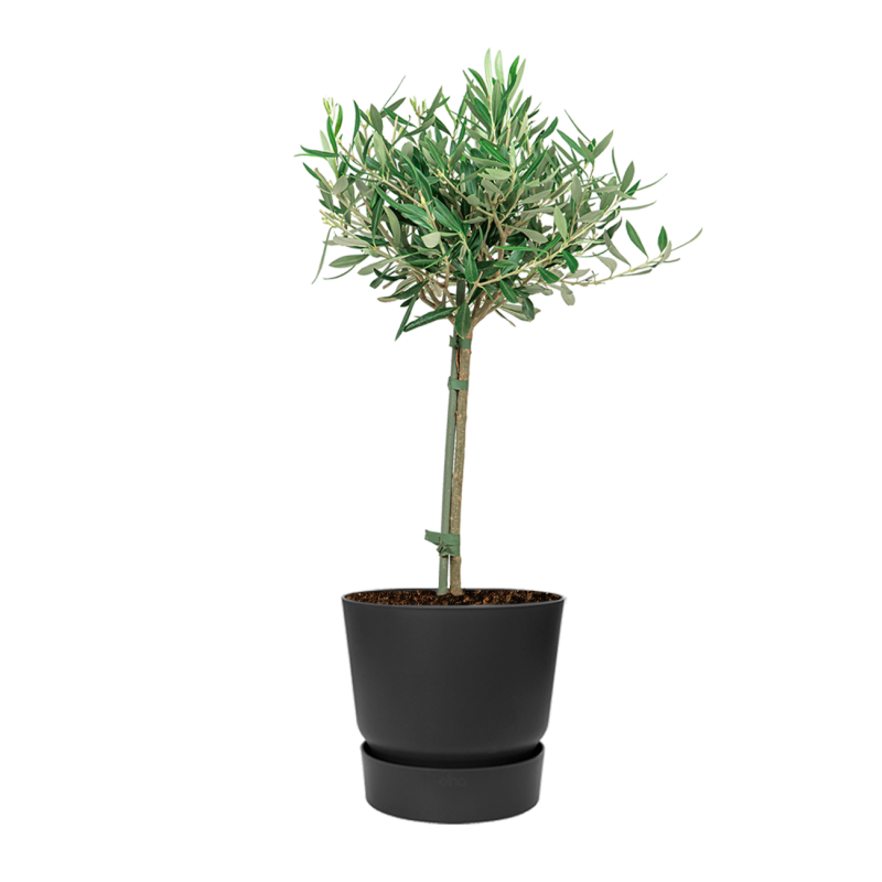 Olea Europaea small in Elho Greenville zwart 