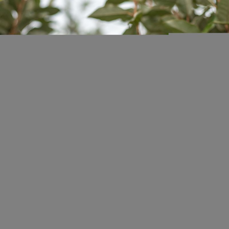 Elaeagnus ebbingei - leiboom