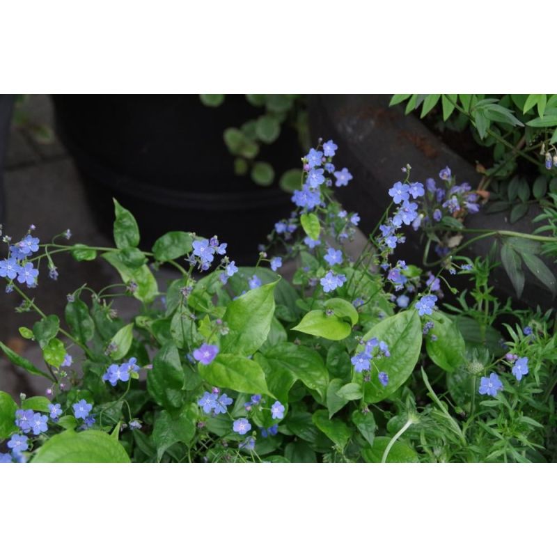 Omphalodes Cherry Ingram