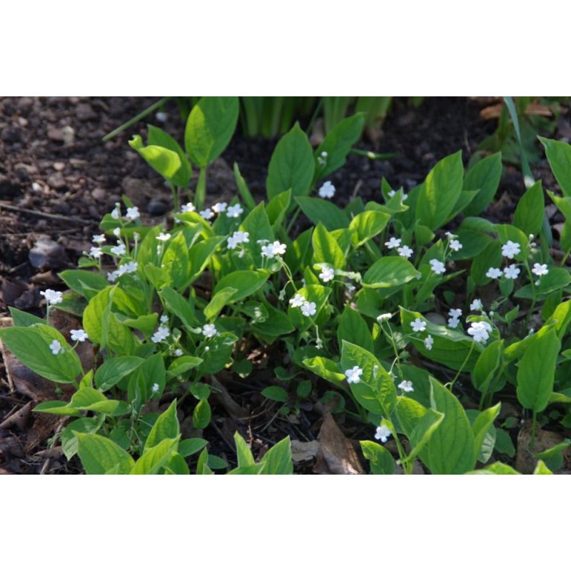 Omphalodes Alba 