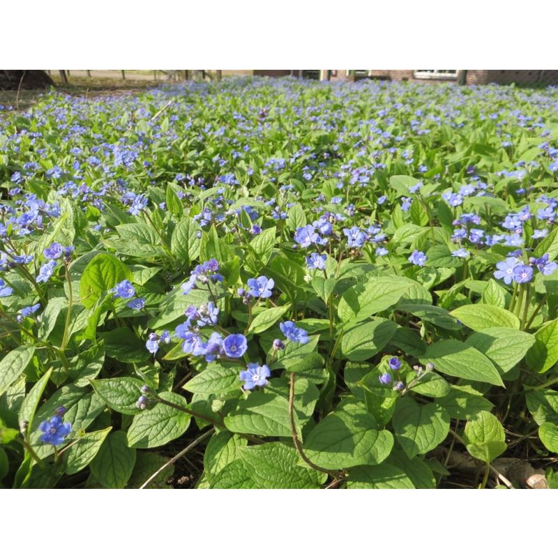 Omphalodes verna 