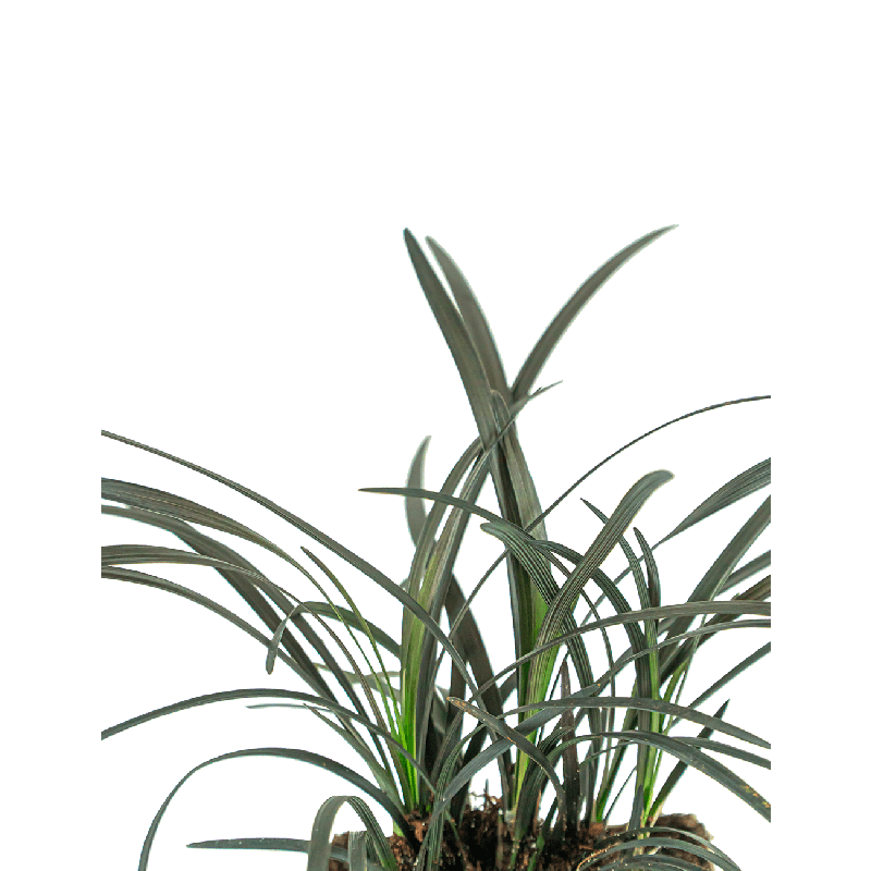 Ophiopogon Niger 