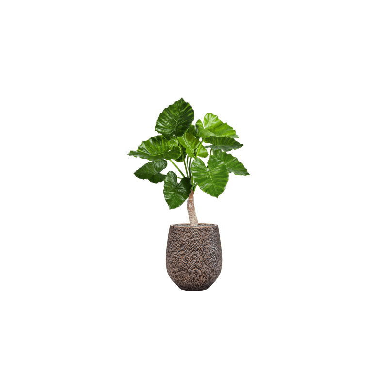 Alocasia Calidora in Opus Darcy Goud - kunstplant