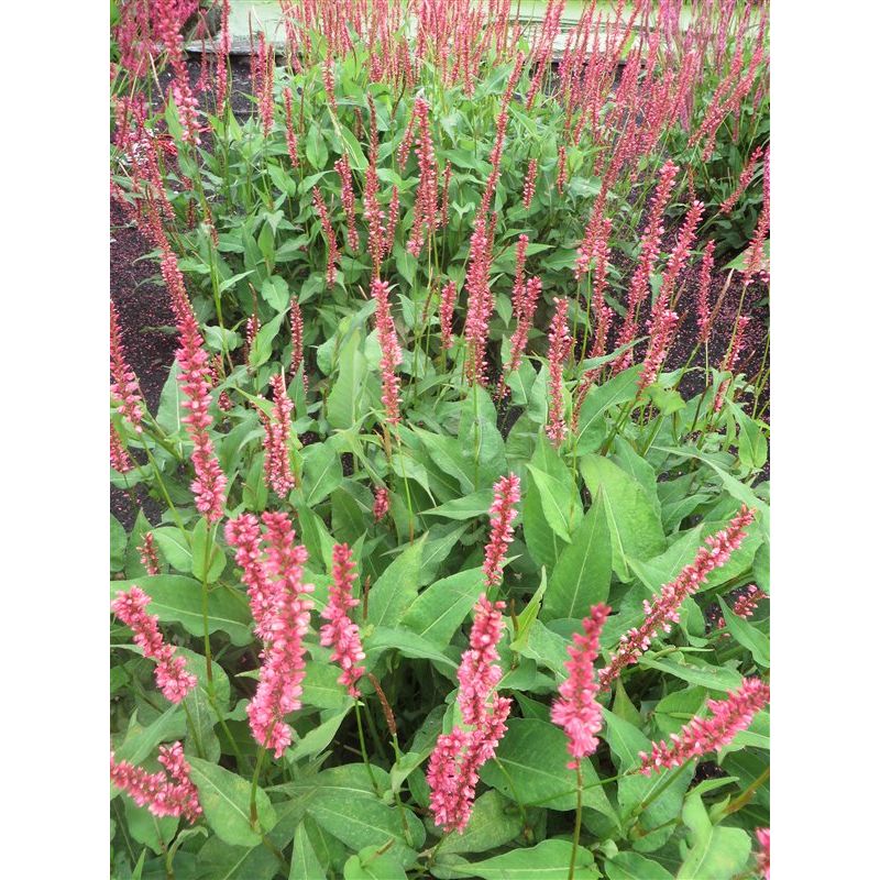Persicaria Orangefield 