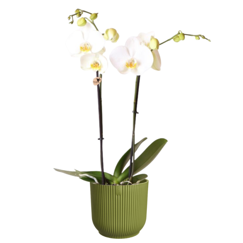 Orchidee wit in Elho Vibes groen