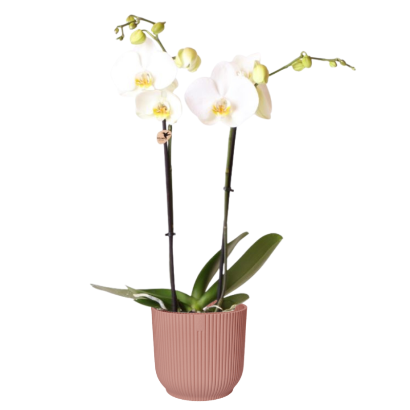 Orchidee wit in Elho Vibes roze