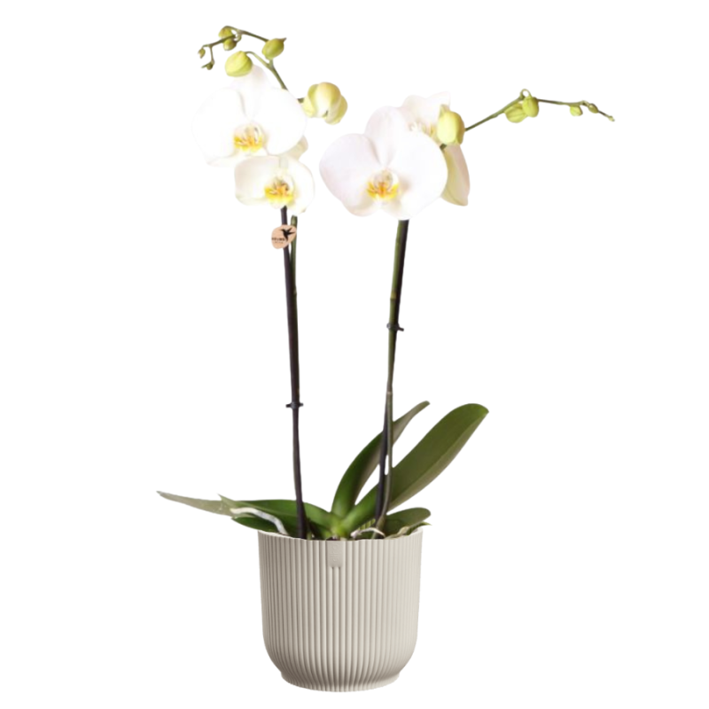 Orchidee wit in Elho Vibes wit