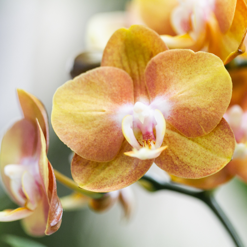 Orchidee in Glazed 