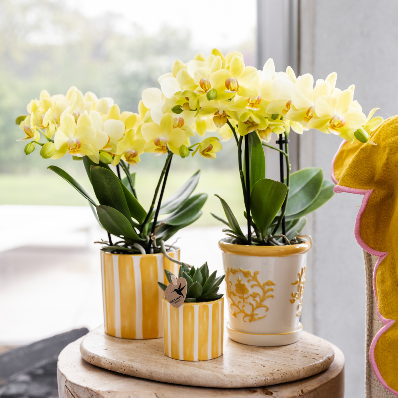 Orchidee in Ivory Elegance geel