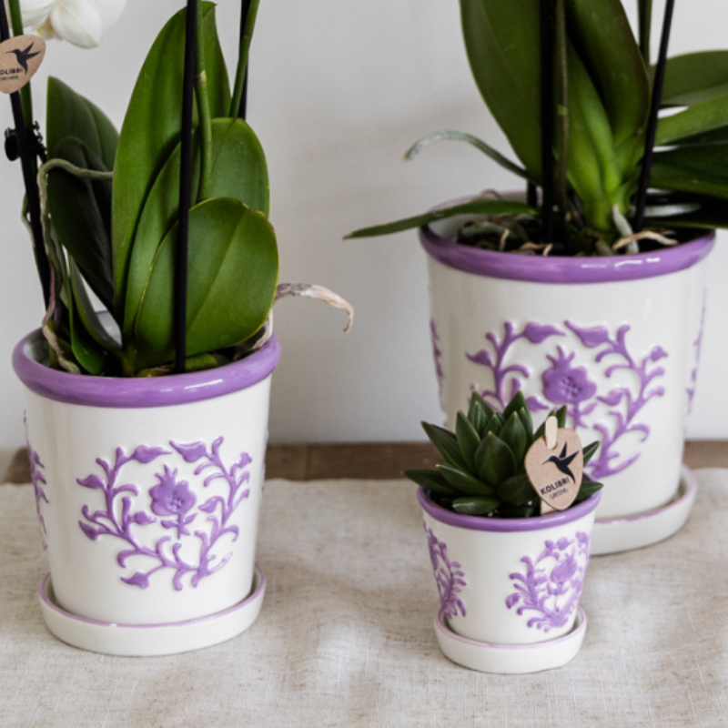 Orchidee in Ivory Elegance paars