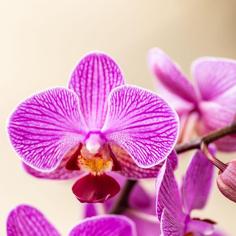 Orchidee in Ivory Elegance paars