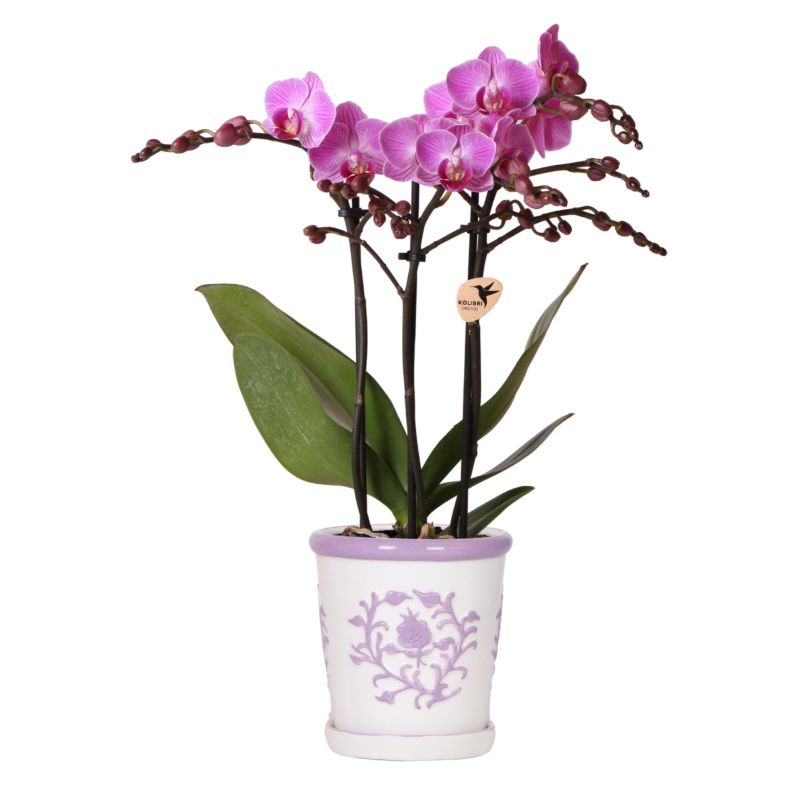 Orchidee in Ivory Elegance paars