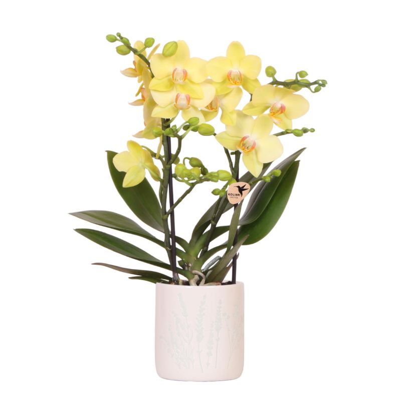 Orchidee in Misty lichtblauw
