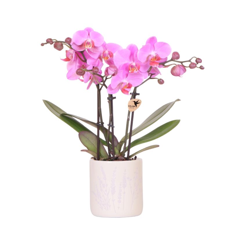 Orchidee in Misty Lilac 