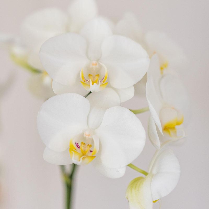 Orchidee in Spiral blauw