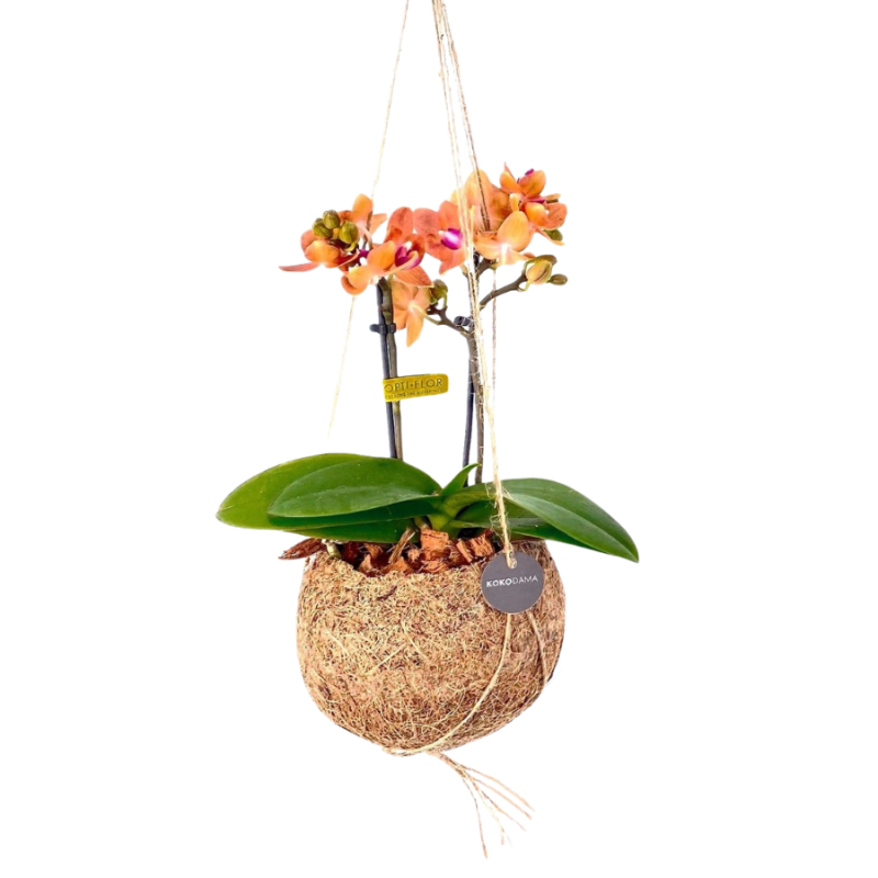 Orchidee in Kokodama