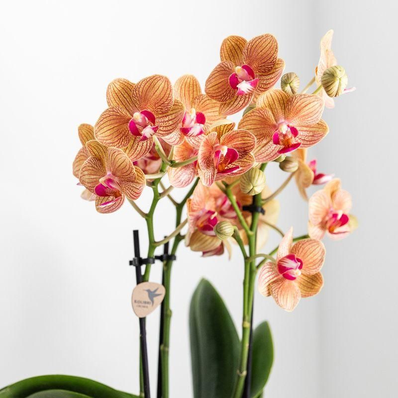 Orchidee oranje in Lush goud
