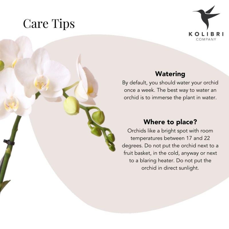 Orchidee wit in Luxury goud