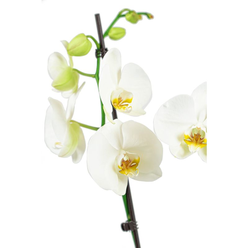 Orchidee Wit in Renzo Shiny Grey