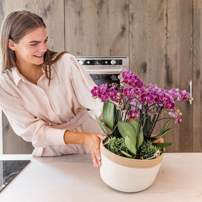 Orchideeënmand Katoen paars