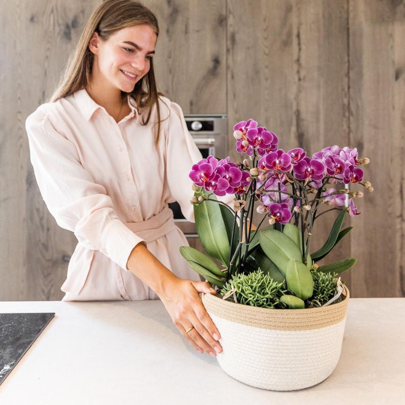 Orchideeënmand Katoen paars