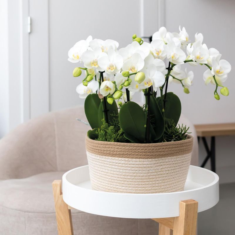 Orchideeënmand Katoen wit