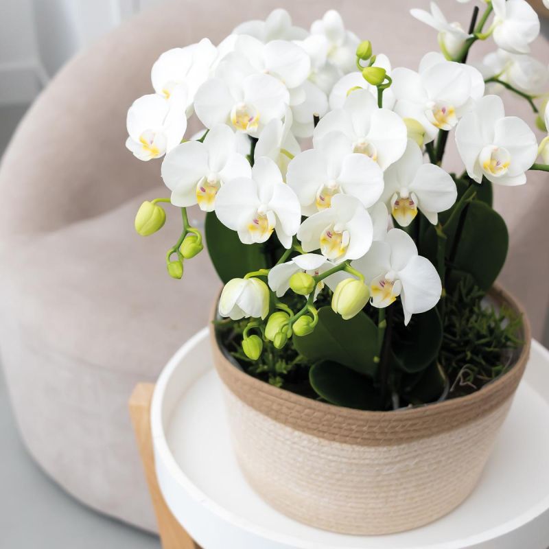Orchideeënmand Katoen wit