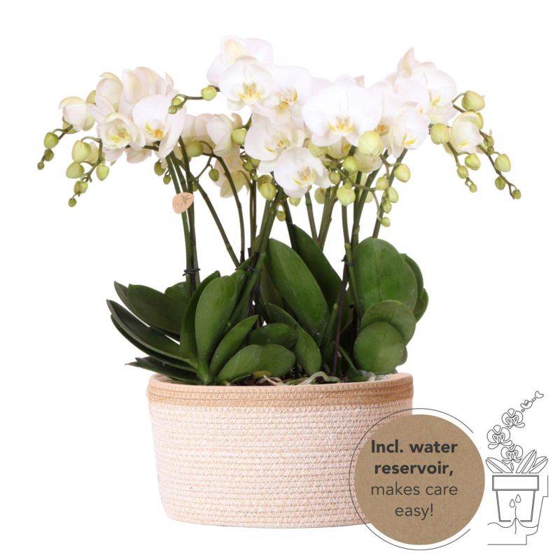 Orchideeënmand Katoen wit