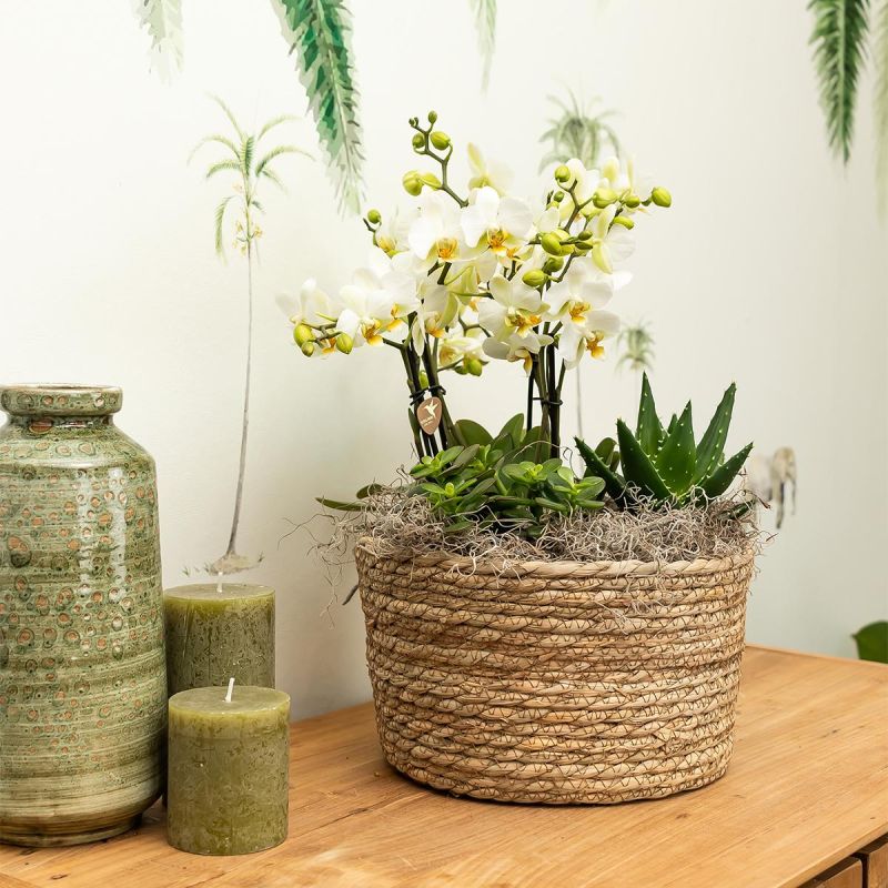 Orchideeënmand Riet wit