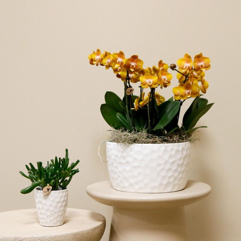 Orchideeënschaal Honeycomb oranje
