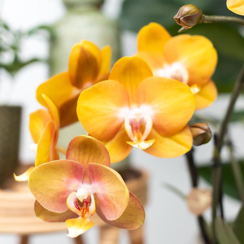 Orchideeënschaal Honeycomb oranje