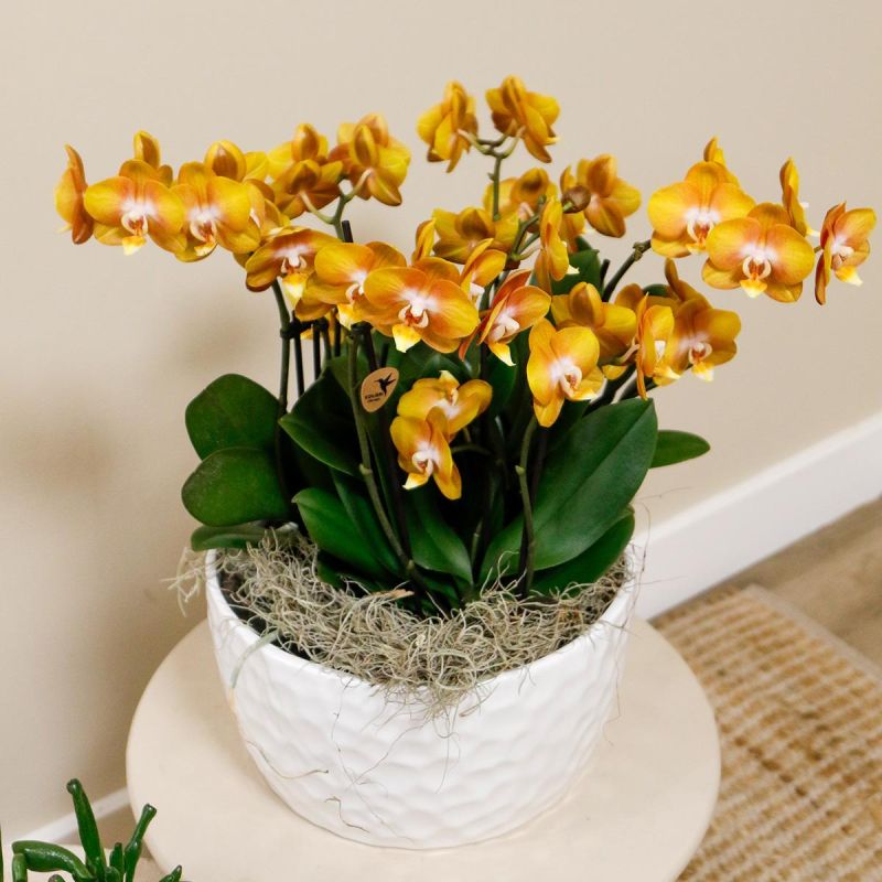 Orchideeënschaal Honeycomb oranje