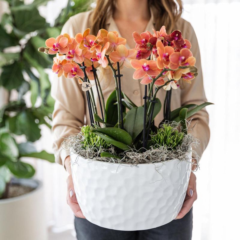 Orchideeënschaal Honeycomb Bolzano