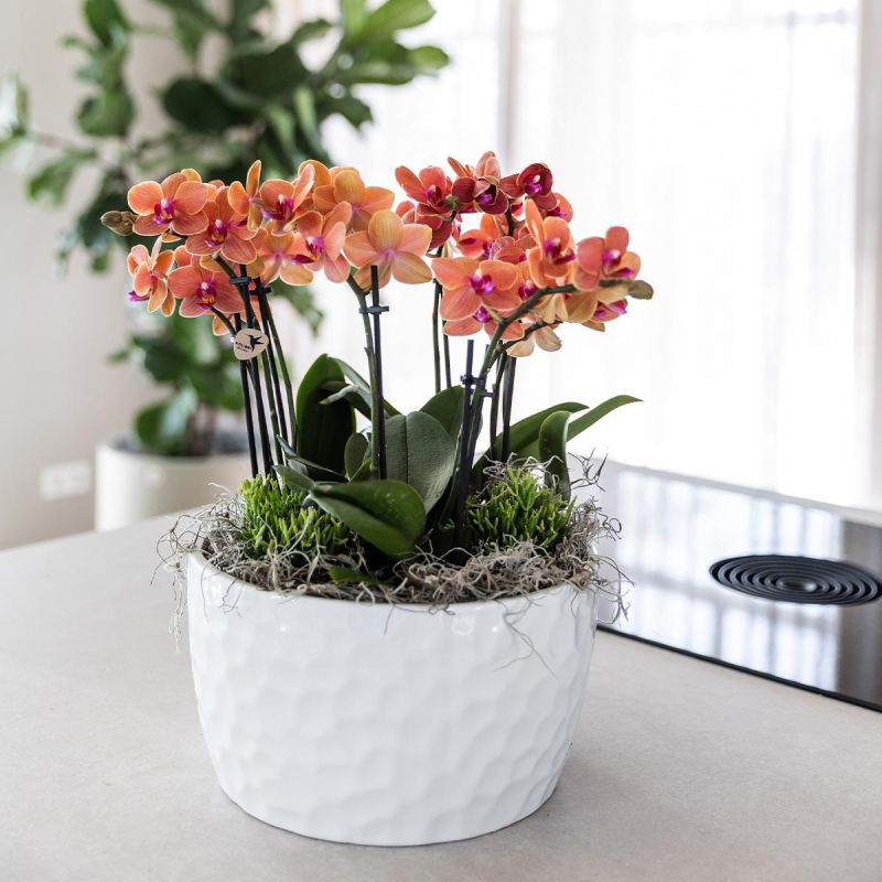 Orchideeënschaal Honeycomb Bolzano