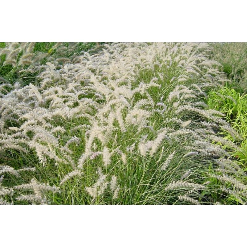 Pennisetum orientale 