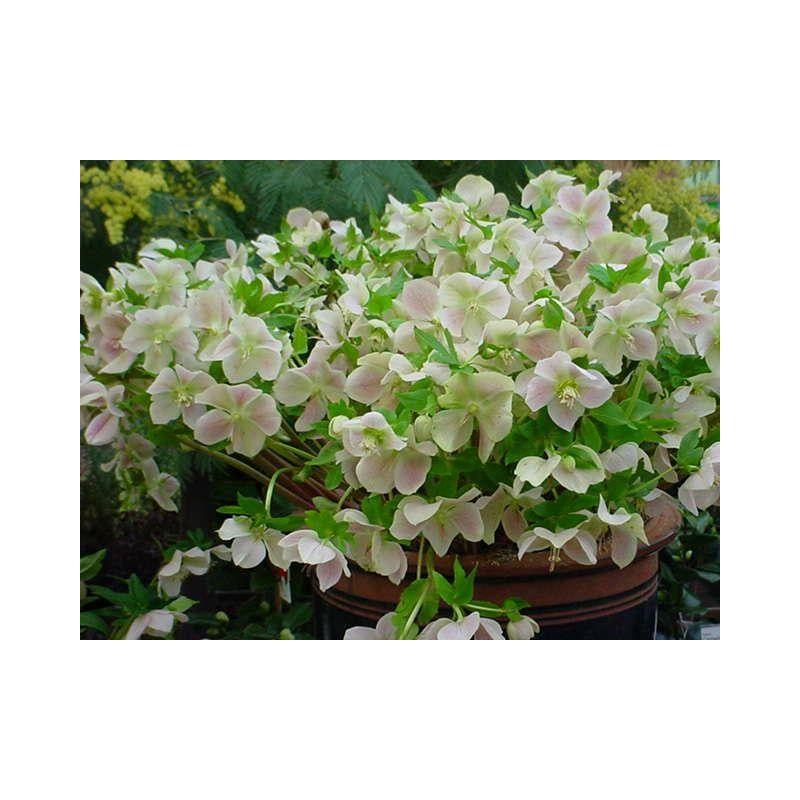 Helleborus orientalis - biologisch