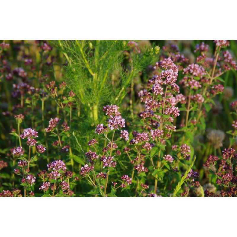 Origanum vulgare 