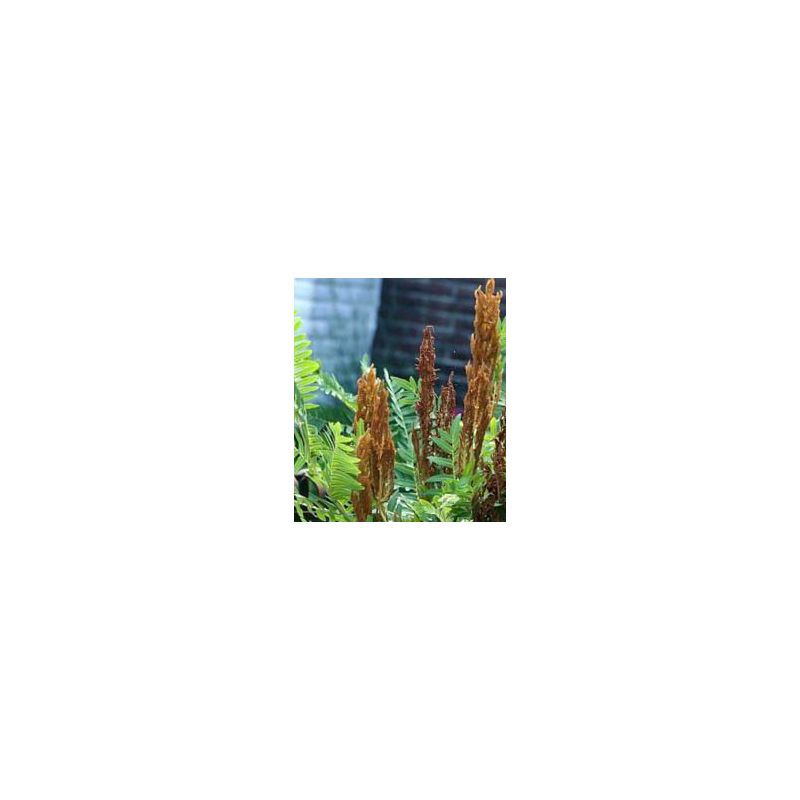 Osmunda Purpurascens 