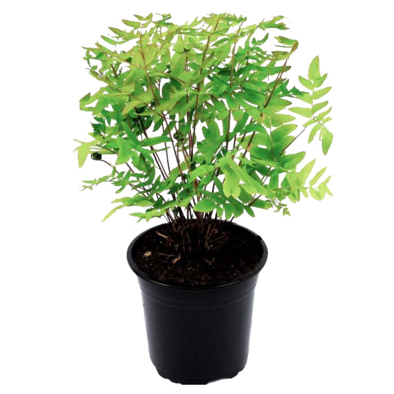 Osmunda Purpurascens 