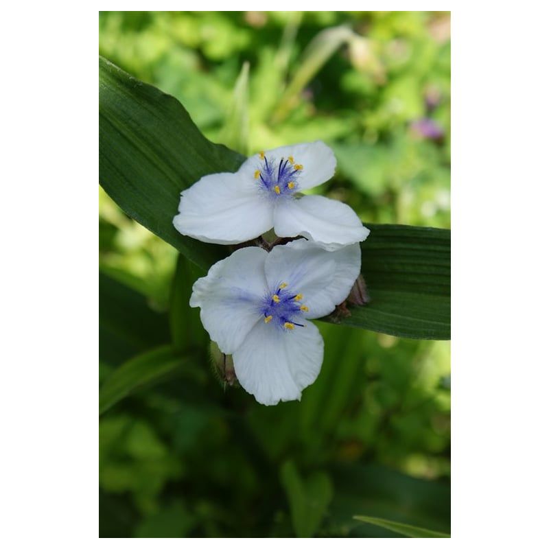 Tradescantia Osprey 