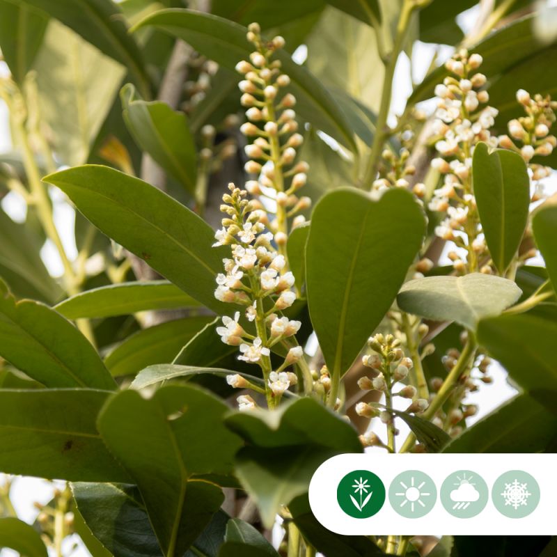 Prunus Otto Luyken - bolboom