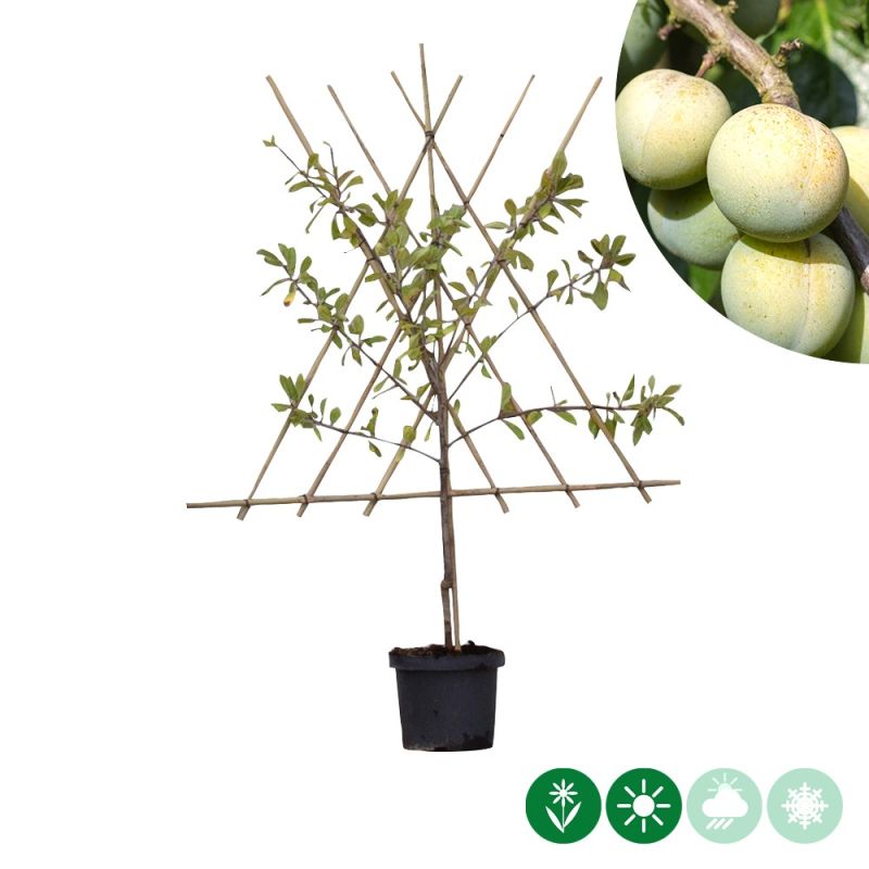 Prunus Reine Claude D'Oullins - leiboom