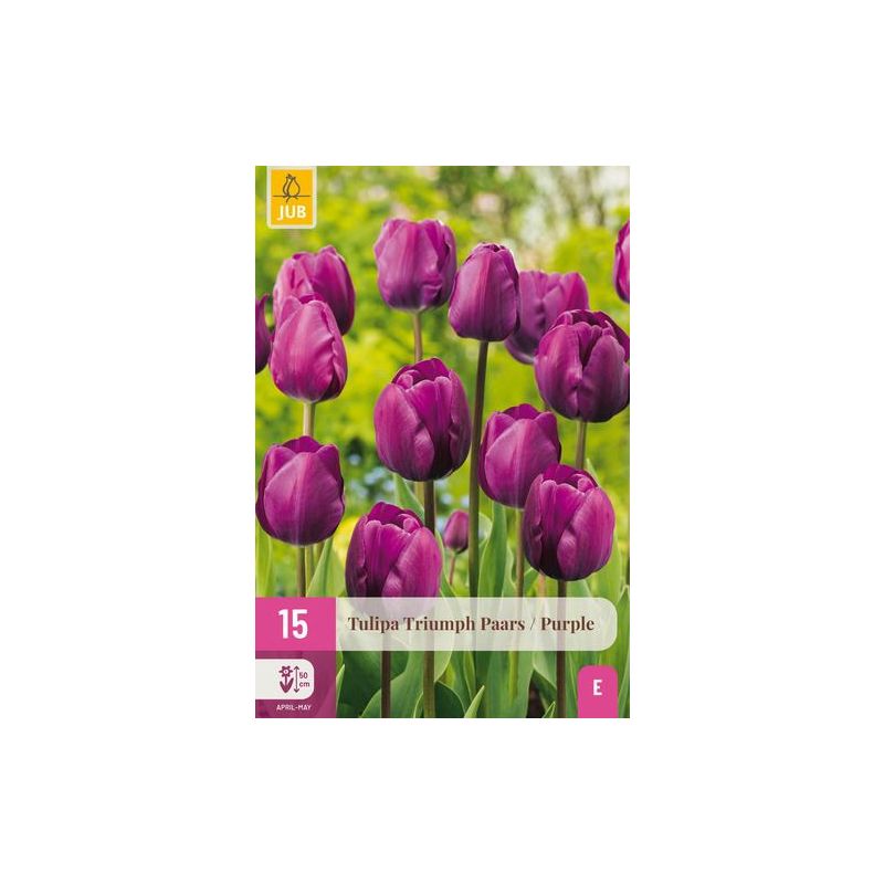 Tulipa Triumph Paars - 15 stuks