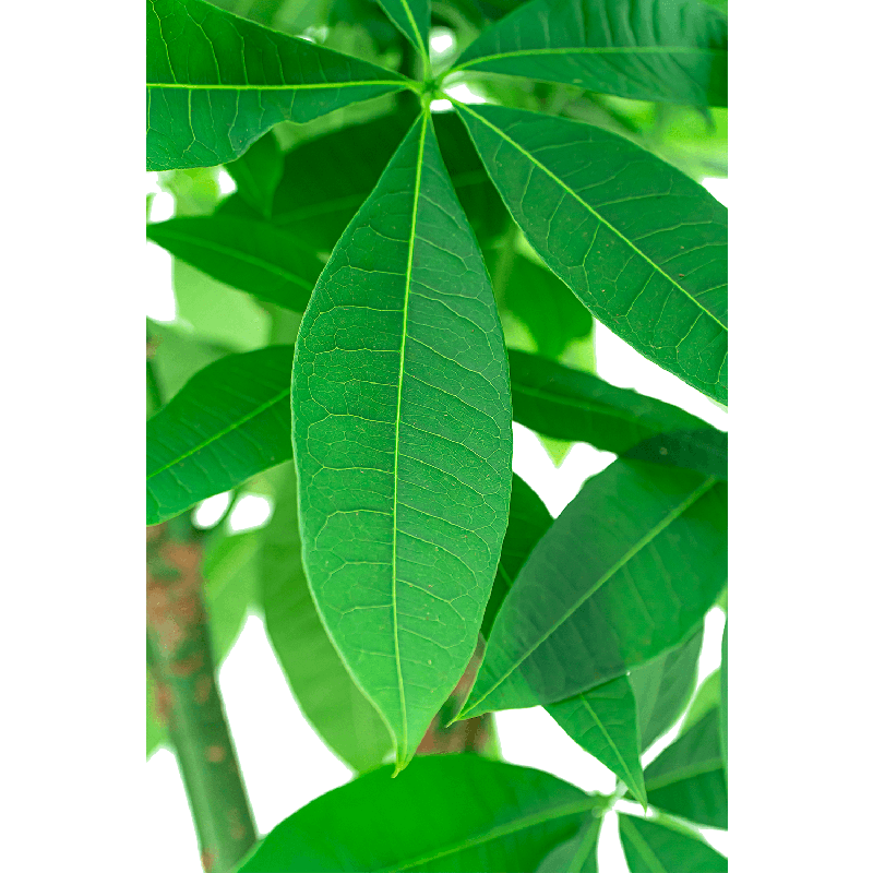 Pachira aquatica gevlochten stam