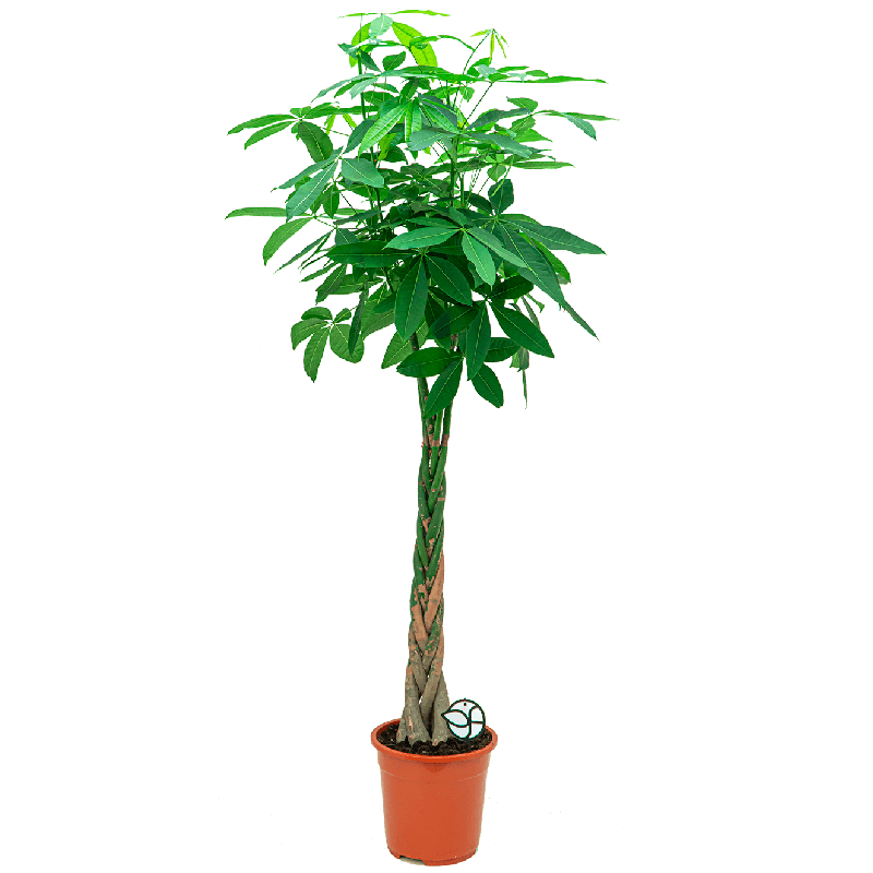 Pachira aquatica gevlochten stam