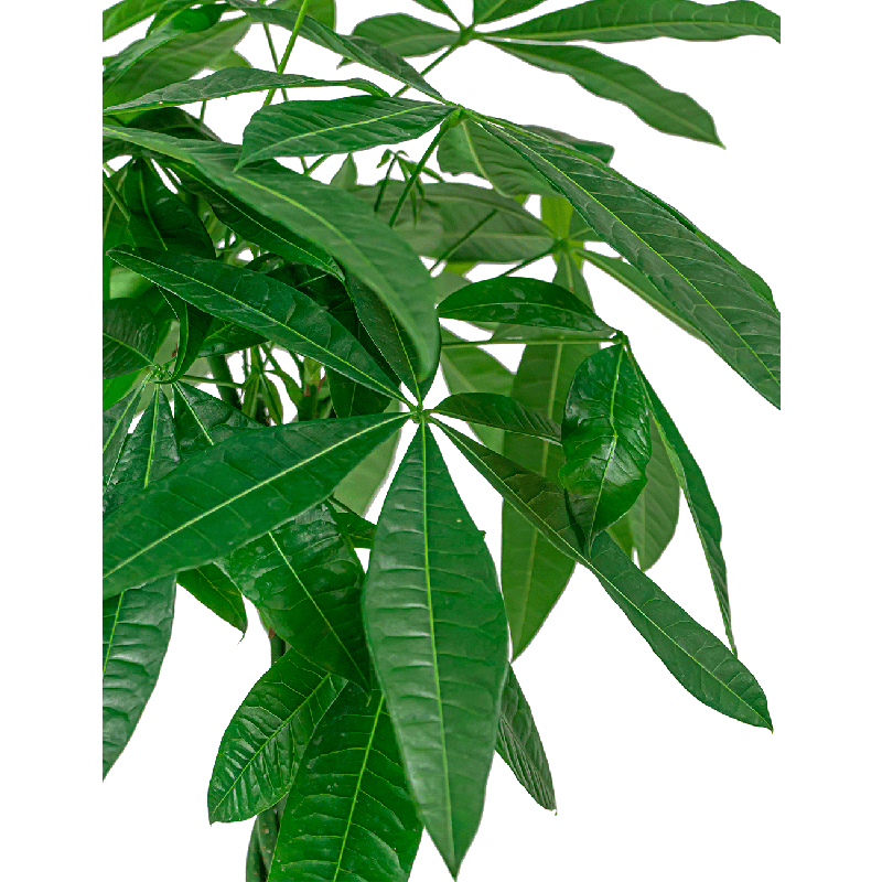 Pachira Compact