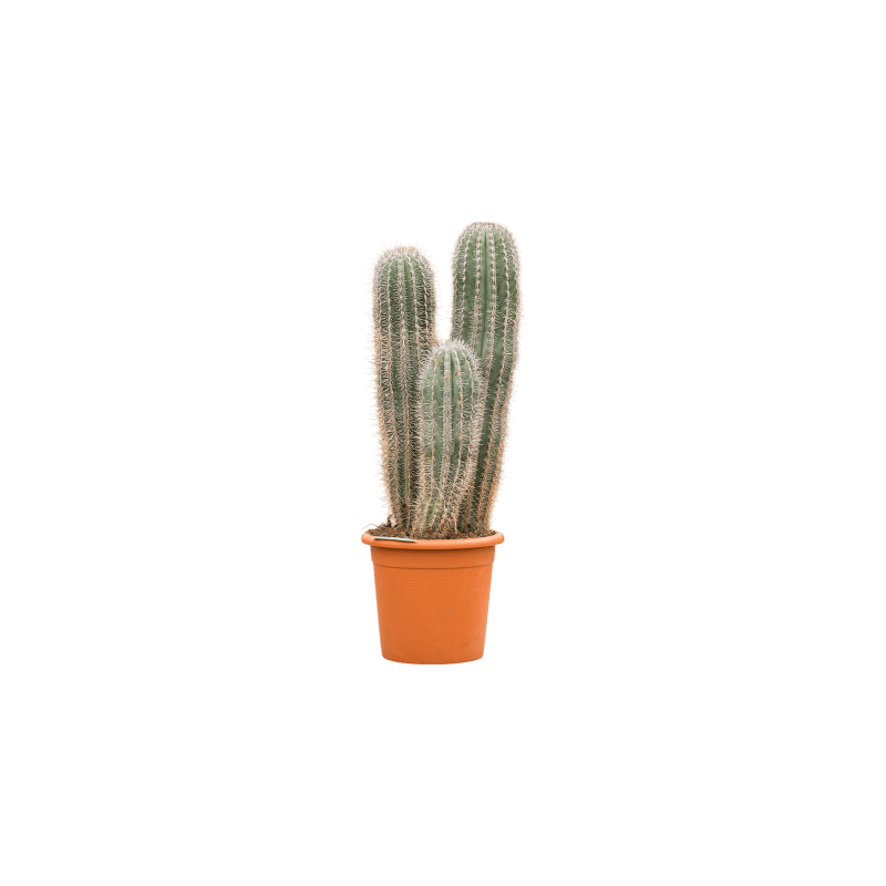 Pachycereus pringlei 3-stam