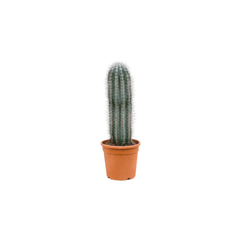 Pachycereus pringlei