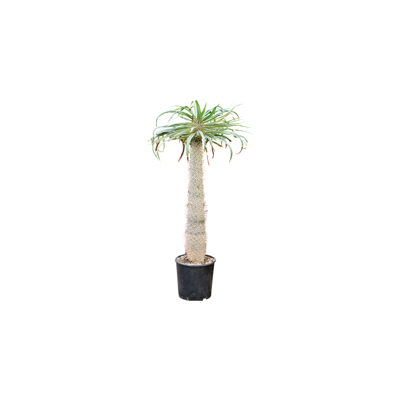 Pachypodium geayi