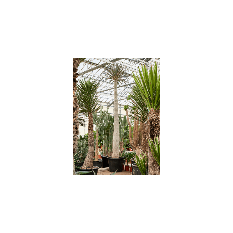 Pachypodium geayi